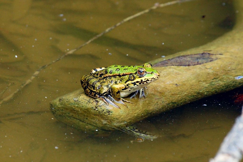 rana temporaria? - Pelophylax sp.